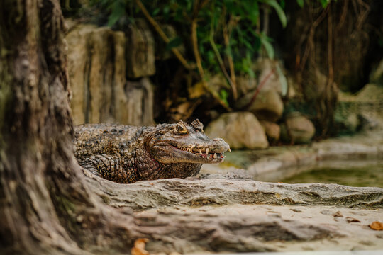 Odpoczywający kajman