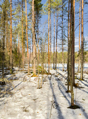 The wild forest wakes up, the sun rays through the trees, the snow melts, streams flow, green...