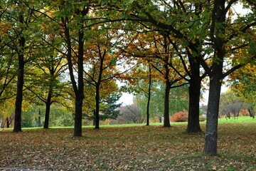 Fototapeta premium Piece of forest with deciduous trees with natural cluster of edible mushrooms