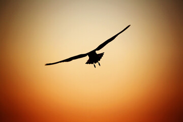 seagull silouette in flight at the sun set time