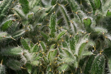 The shapes and textures of a thorny plant; macro photo of a dwarf thistle or stemless thistle; Cirsium Acaule	