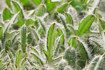 The shapes and textures of a thorny plant; macro photo of a dwarf thistle or stemless thistle; Cirsium Acaule	