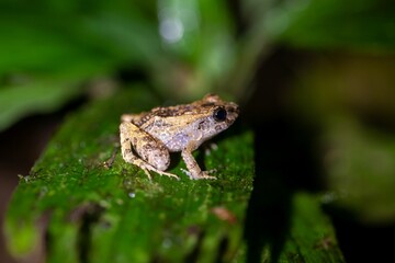 Montane dink frog, Diasporus hylaeformis
