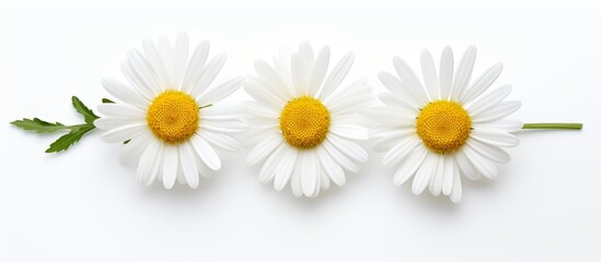 Three beautiful white daisies with vibrant yellow centers are placed delicately on a clean white surface - Powered by Adobe