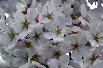 Hintergrund aus weißen Schlehenblüten