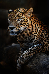 Ceylon leopard (Panthera pardus kotiya) detail portrait