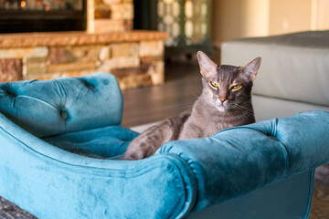 A spoiled gray shorthair Oriental domestic cat looks at the camera with an attitude as he sits on a miniature velvet sofa inside a living room.