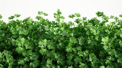 Obraz premium Close up of a bunch of green leaves. Suitable for nature and environmental concepts