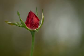 Natural Contrast. The delicacy of a red rosebud