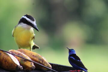 Yellow bird and Blue Bird