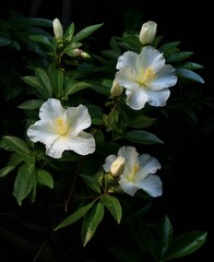 Obraz na płótnie Canvas white flowers on a branch in the dark