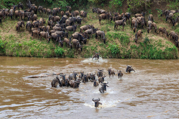 Wildebeest crossing the Mara river in Serengeti national park, Tanzania. Great migration