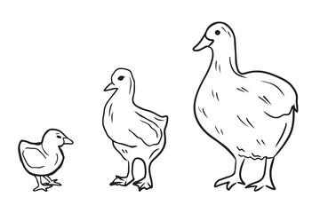 Growing process of the goose from small gosling adult goose in black isolated on white. Hand drawn vector sketch illustrations in doodle engraved vintage line art style. Farm domestic animal