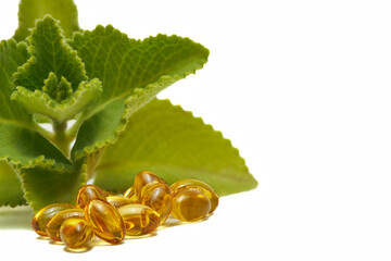 Botanical Link between green leaves of the oregano plant and the capsules