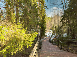 Stairs to the frozen river in the wild forest, The wild forest wakes up, the sun rays through the trees, the snow melts, streams flow, green fir-trees at clear sunny day, snow has almost thawed