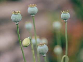 poppy seed heads