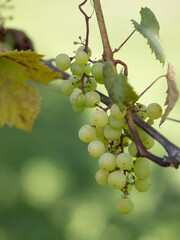 grapes on vine