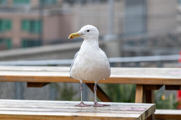 Majestic Seagull by the Seattle Shore.	