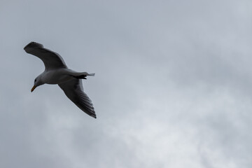 Majestic Seagull by the Seattle Shore.	