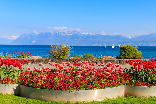 Beautiful colourful spring tulips on the background of Alps Mountains and Lake Geneva in Morges, Switzerland