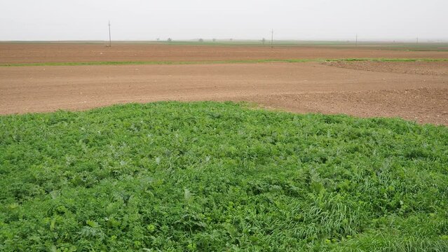 A tractor-plowed field in Chalma, Serbia. Agribusiness. Agricultural land. Fertile black soil. Row of furrows in a plowed field prepared for planting crops in the spring. Horizontal perspective view.