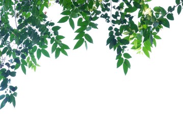 Fototapeta na wymiar A Tropical tree with leaves branches on white isolated background for green foliage backdrop 