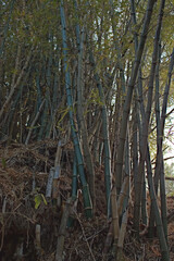 Green bamboo trees in tropical forest 1