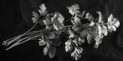 Close-up of a bunch of parsley in black and white. Suitable for food and cooking concepts