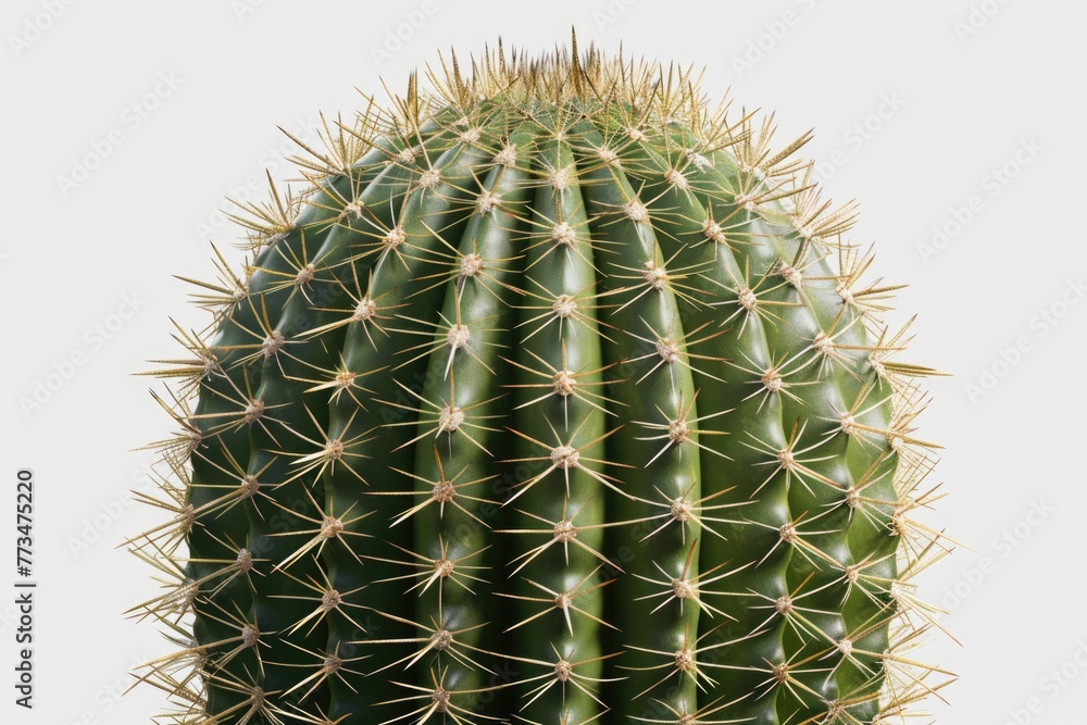 Poster detailed view of a cactus plant with sharp spikes. suitable for botanical designs