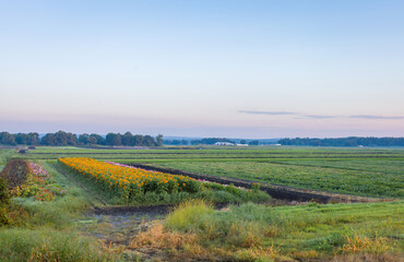 Sunflowers bloom on an early morning farm field in Pine Island NY