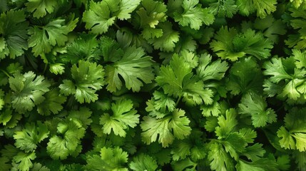 A close-up shot of a bunch of green leaves. Suitable for nature backgrounds