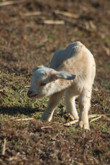 White cute domestic young goat kid livestock in dry grass field close up 3