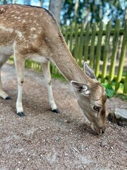 Naklejka na ściany i meble Cute deer in the park