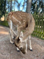 Cute deer in the park