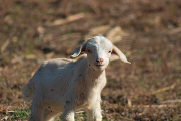 White cute domestic young goat kid livestock in dry grass field close up 7