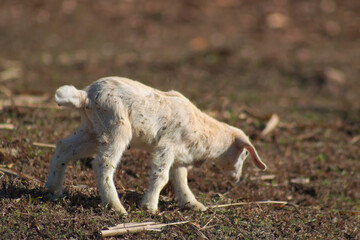 White cute domestic young goat kid livestock in dry grass field close up 8