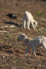 White cute young goat kid livestock in open field landscape 5