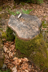 Tree stump with moss. Stump in the forest