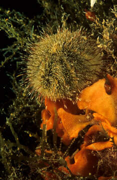 Green sea urchin, Psammechinus microtuberculatus, Capo Caccia, Alghero, Sardegna,  (Sardinia), Italy (Mediterranean sea)
