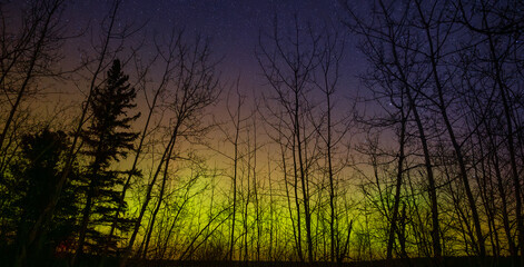 Colorful green, orange and purple aurora fill a starry sky behind the black shapes of a leafless...
