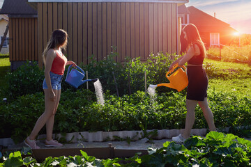 Growing vegetables on plot in front of country house, two young Caucasian women watering plants from garden watering cans at sunset in summer.
