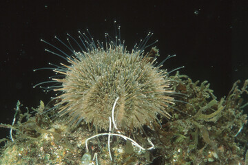 Green sea urchin, Psammechinus microtuberculatus, Capo Caccia, Alghero, Sardegna,  (Sardinia),...