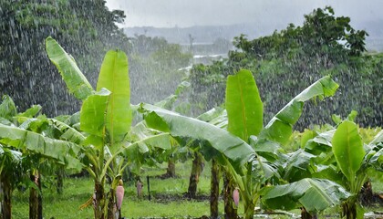 Vibrant greenery highlighted by the glistening effect of rain on banana leaves in a tropical agricultural setting - obrazy, fototapety, plakaty