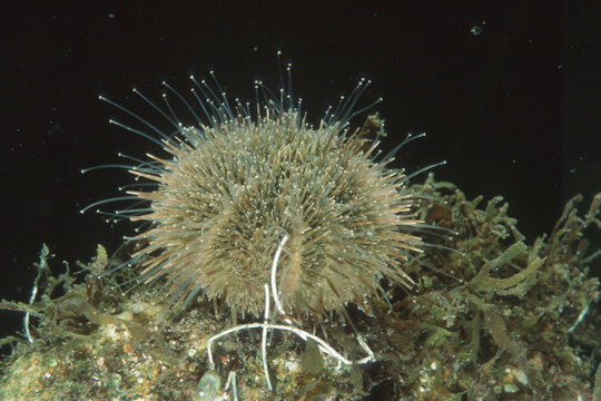 Green sea urchin, Psammechinus microtuberculatus, Capo Caccia, Alghero, Sardegna,  (Sardinia), Italy (Mediterranean sea)