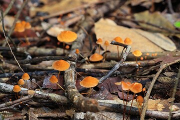 Orange color mushrooms are growing from the ground in the summer forest.