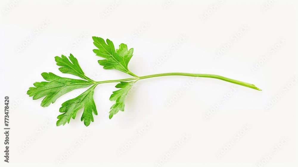 Poster a single green leaf on a plain white background. suitable for various design projects