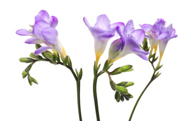 Beautiful violet freesia flowers isolated on white