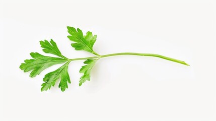 A single green leaf on a plain white background. Suitable for various design projects