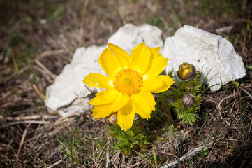 Yellow forest flowers Adonis vernalis, pheasant's eye on the spring meadow.