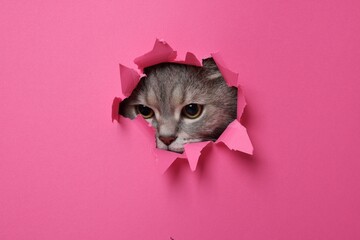 Cute grey cat peeking out hole in pink paper